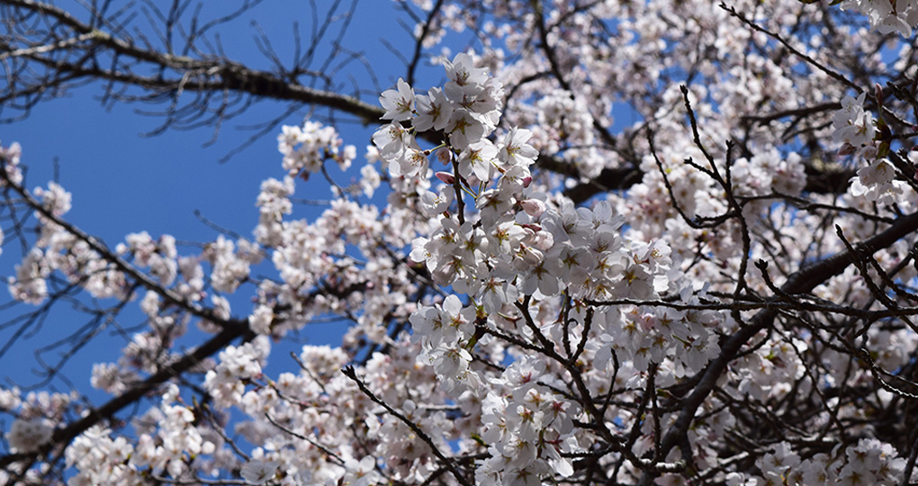 桜